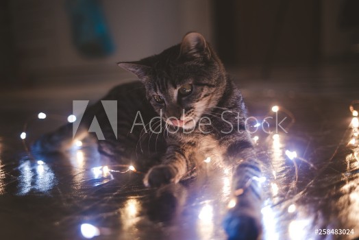 Picture of Cute home kitty
